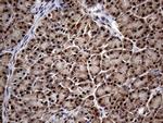 KCTD9 Antibody in Immunohistochemistry (Paraffin) (IHC (P))