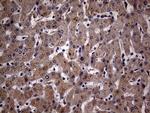 KCTD9 Antibody in Immunohistochemistry (Paraffin) (IHC (P))