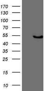 KCTD9 Antibody in Western Blot (WB)