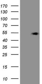 KCTD9 Antibody in Western Blot (WB)