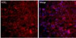 KDEL Antibody in Immunocytochemistry (ICC/IF)