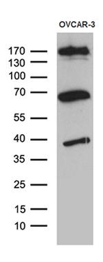 KDELC2 Antibody in Western Blot (WB)