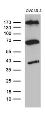 KDELC2 Antibody in Western Blot (WB)