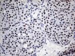 KDM3A Antibody in Immunohistochemistry (Paraffin) (IHC (P))