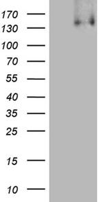 KDM3A Antibody in Western Blot (WB)