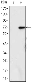 JMJD2A Antibody in Western Blot (WB)