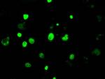 KDM4C Antibody in Immunocytochemistry (ICC/IF)