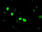 KDM4C Antibody in Immunocytochemistry (ICC/IF)