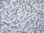 KDM4C Antibody in Immunohistochemistry (Paraffin) (IHC (P))