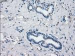 KDM4C Antibody in Immunohistochemistry (Paraffin) (IHC (P))