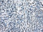 KDM4C Antibody in Immunohistochemistry (Paraffin) (IHC (P))