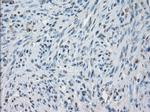 KDM4C Antibody in Immunohistochemistry (Paraffin) (IHC (P))