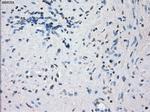 KDM4C Antibody in Immunohistochemistry (Paraffin) (IHC (P))