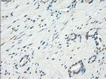 KDM4C Antibody in Immunohistochemistry (Paraffin) (IHC (P))