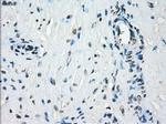 KDM4C Antibody in Immunohistochemistry (Paraffin) (IHC (P))