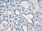 KDM4C Antibody in Immunohistochemistry (Paraffin) (IHC (P))