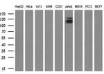 KDM4C Antibody in Western Blot (WB)