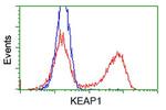 KEAP1 Antibody in Flow Cytometry (Flow)