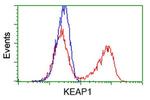 KEAP1 Antibody in Flow Cytometry (Flow)