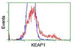 KEAP1 Antibody in Flow Cytometry (Flow)