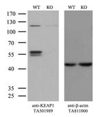 KEAP1 Antibody in Western Blot (WB)