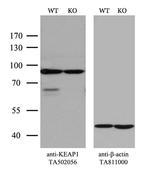 KEAP1 Antibody in Western Blot (WB)