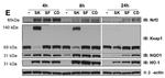 KEAP1 Antibody in Western Blot (WB)