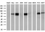 KEAP1 Antibody in Western Blot (WB)