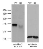 KEAP1 Antibody in Western Blot (WB)