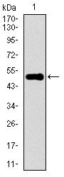 KEAP1 Antibody in Western Blot (WB)