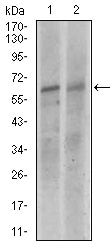 KEAP1 Antibody in Western Blot (WB)