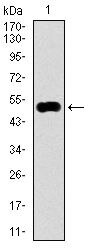 KEAP1 Antibody in Western Blot (WB)