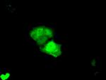 KHK Antibody in Immunocytochemistry (ICC/IF)