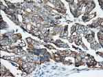 KHK Antibody in Immunohistochemistry (Paraffin) (IHC (P))