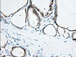 KHK Antibody in Immunohistochemistry (Paraffin) (IHC (P))