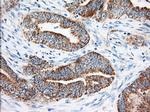 KHK Antibody in Immunohistochemistry (Paraffin) (IHC (P))