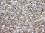 KHK Antibody in Immunohistochemistry (Paraffin) (IHC (P))