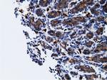 KHK Antibody in Immunohistochemistry (Paraffin) (IHC (P))