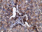 KHK Antibody in Immunohistochemistry (Paraffin) (IHC (P))