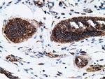 KHK Antibody in Immunohistochemistry (Paraffin) (IHC (P))