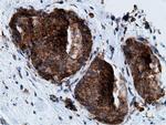 KHK Antibody in Immunohistochemistry (Paraffin) (IHC (P))