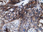 KHK Antibody in Immunohistochemistry (Paraffin) (IHC (P))