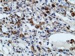 KHK Antibody in Immunohistochemistry (Paraffin) (IHC (P))