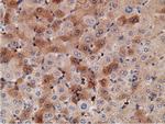 KHK Antibody in Immunohistochemistry (Paraffin) (IHC (P))