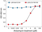 Human p38 MAPK (Total) ELISA Kit