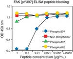 Human FAK (Total) ELISA Kit