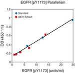 Human EGFR (Phospho) [pY1173] ELISA Kit