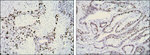 Ki-67 Antibody in Immunohistochemistry (Paraffin) (IHC (P))