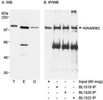 KIAA0082 Antibody in Western Blot (WB)