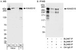 KIAA0310 Antibody in Western Blot (WB)